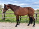 Caballo castrado Silla Franc&eacute;s En venta 2017 Bayo