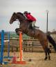 Caballo castrado Silla Franc&eacute;s En venta 2017 Bayo