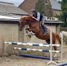 Yegua KWPN Caballo de Deporte Neerland&eacute;s En venta 2022 Alaz&aacute;n