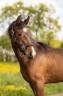 Yegua sBs Caballo de Deporte Belga En venta 2025 Bayo moreno