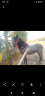 Caballo PRE 