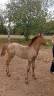 Semental Camargue En venta 2026 Tordo