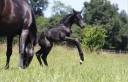Potranca CDF - Caballo de doma francesa En venta 2026 Negro