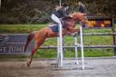 Yegua New Forest En venta 2016 Alaz&aacute;n por Balentino de la Treille