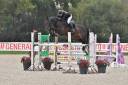 Caballo castrado Silla Franc&eacute;s En venta 2014 Bayo moreno