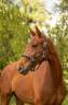 Yegua BWP Caballo de Sangre Belga En venta 2024 Alaz&aacute;n