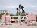 Caballo castrado Holsteiner En venta 2015 Tordo por Casallco