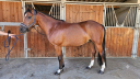 Caballo castrado PFS Poni Fran&ccedil;&eacute;s de Silla En venta 2017 Bayo por Lennicha de Florys