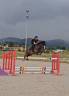 Caballo castrado PFS Poni Fran&ccedil;&eacute;s de Silla En venta 2017 Bayo por Lennicha de Florys
