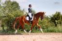 Caballo castrado Hannoveriano En venta 2021 Alaz&aacute;n