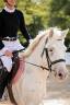 Caballo castrado Connemara En venta 2022 Appaloosa