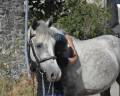 Caballo castrado Connemara En venta 2021 Tordo