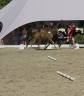 Potro BWP Caballo de Sangre Belga Pr&eacute;stamo 2026 Bayo por LECTOR VD BISSCHOP