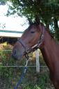 Caballo castrado Trot&oacute;n Franc&eacute;s En venta 2023 Bayo