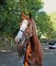 Caballo castrado Welsh Part Bred En venta 2020 Overo