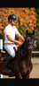 Caballo castrado Silla Franc&eacute;s En venta 2020 Bayo moreno