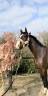 Caballo castrado Zangersheide En venta 2020 Bayo moreno