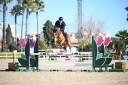 Caballo castrado Silla Franc&eacute;s En venta 2021 Alaz&aacute;n por CANDY DE NANTUEL