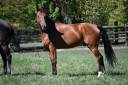 Caballo castrado Silla Franc&eacute;s En venta 2020 Bayo por ELDORADO VAN DE ZESHOEK (BEL)
