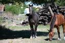 Caballo castrado Silla Franc&eacute;s En venta 2021 Bayo moreno por DOMINATOR 2000 Z (BEL) Z 2010