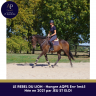 Caballo castrado AQPS En venta 2021 Bayo
