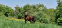 Caballo castrado Franca-Monta&ntilde;a En venta 2017 Bayo
