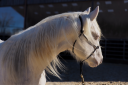 Potro Quarter Horse En venta 2024 Crema