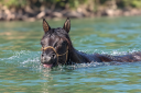 Yegua Quarter Horse En venta 2020 Grullo por JAZ GC DE PLATA