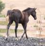 Potro Paint Horse En venta 2026 Negro