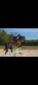 Caballo castrado Connemara En venta 2020 Isabelo por ORAGE DU MARTRAY