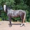 Caballo castrado Silla Franc&eacute;s En venta 2021 Tordo por baladin de Flobecq