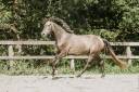 Caballo castrado KWPN Caballo de Deporte Neerland&eacute;s En venta 2022 Tordo