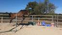 Caballo castrado Trot&oacute;n Franc&eacute;s En venta 2021 Bayo