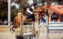 Caballo castrado PFS Poni Fran&ccedil;&eacute;s de Silla En venta 2015 Alaz&aacute;n