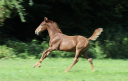Caballo entero Zangersheide En venta 2026 Alaz&aacute;n por Capuccino