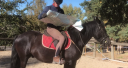 Caballo castrado M&eacute;rens En venta 2023 Negro