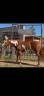 Yegua Paint Horse En venta 2021 Overo