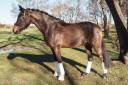 Caballo castrado Caballo de Deporte Alem&aacute;n En venta 2020 Bayo