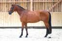 Caballo castrado Silla Franc&eacute;s En venta 2020 Bayo por TANGELO VAN DE ZUUTHOEVE
