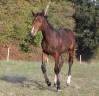Yegua Silla Franc&eacute;s En venta 2019 Bayo moreno