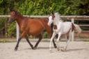 Yegua de ganader&iacute;a New Forest En venta 2009 Bayo por Woodrow Prince Harry