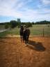 Caballo castrado KWPN Caballo de Deporte Neerland&eacute;s En venta 2016 Negro