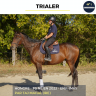 Caballo castrado Pura Sangre En venta 2023 Bayo