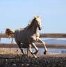 Caballo castrado PRE Pura Raza Espa&ntilde;ola En venta 2025 Perla