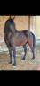 Caballo castrado Pura Sangre Arabe En venta 2015 Negro por ESTA SKAZIR