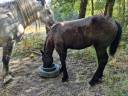 Potranca Percheron En venta 2026 Negro por VIADUC DU BUAT