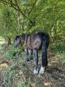 Yegua Percheron En venta 2012 Negro