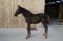 Potro sBs Caballo de Deporte Belga En venta 2026 Negro por PEGASE VAN'T RUYTERSHOF