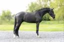 Caballo castrado Silla Franc&eacute;s En venta 2021 Negro por Secret