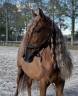 Caballo castrado PRE Pura Raza Espa&ntilde;ola En venta 2014 Alaz&aacute;n por Ind&eacute;ciso RB